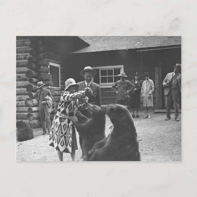 Woman feeding bears. postcard (Front)