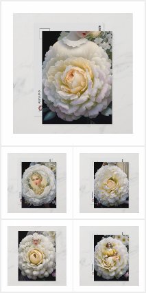 Woman in white rose, Postcrossing Postcards