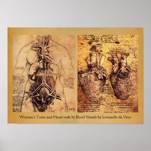 Womans Torso  Heart And Its Blood Vessels Poster