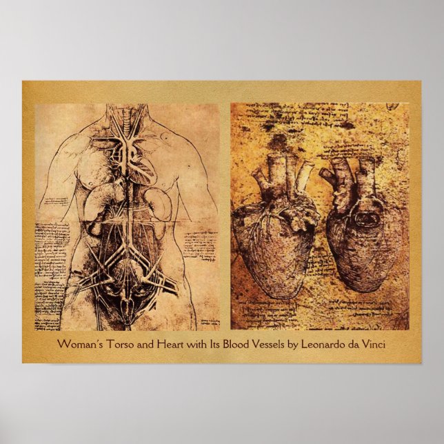 Woman’s Torso / Heart And Its Blood Vessels Poster (Front)
