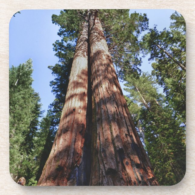 Woman videotaping at base of massive Sequoia Coaster (Front)