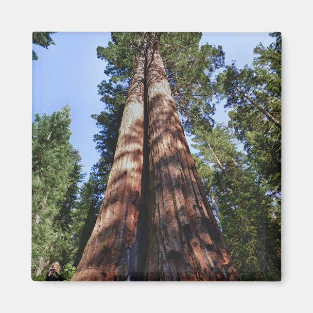 Woman videotaping at base of massive Sequoia Magnet (Front)