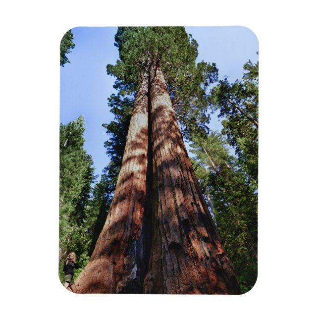 Woman videotaping at base of massive Sequoia Magnet (Vertical)