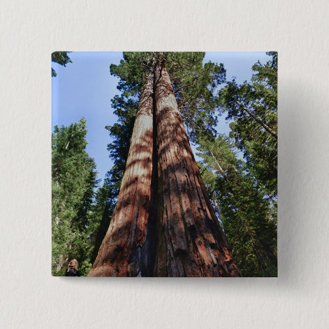 Woman videotaping at base of massive Sequoia Pinback Button (Front)