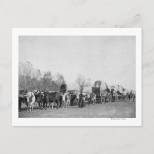 Woman with Ox Train Holds a Whip Photograph Postcard
