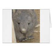 Wombat (Front Horizontal)
