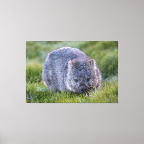 Wombat Animal Wildlife Tasmania Australia Green Canvas Print