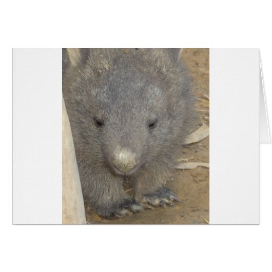 Wombat Cards (Front Horizontal)