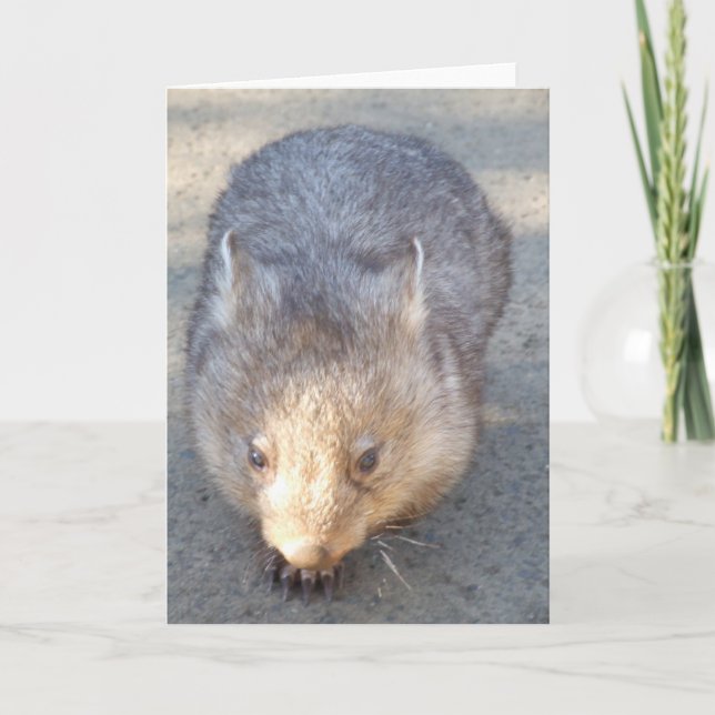 Wombat Greeting Card (Front)
