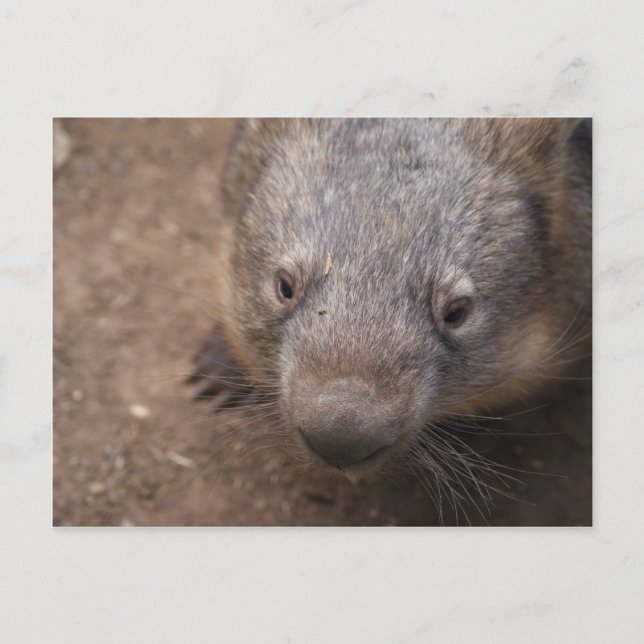Wombat Kiss Postcard (Front)