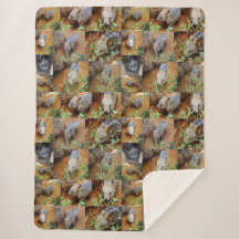 Wombat Photo Collage,