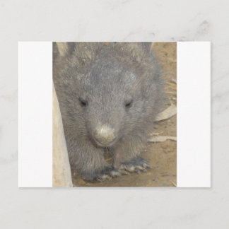 Wombat Postcard
