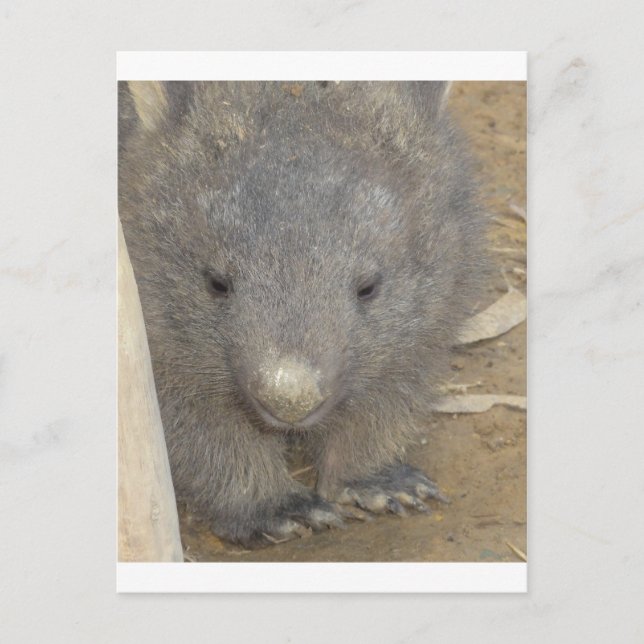 Wombat Postcard (Front)