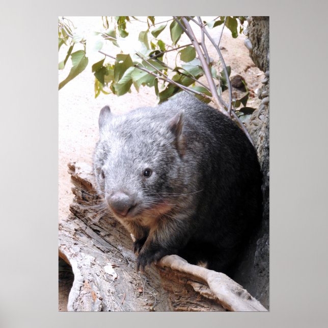 Wombat Poster (Front)
