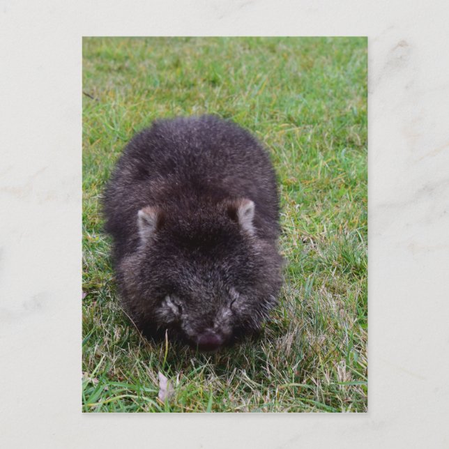 WOMBAT TASMANIA AUSTRALIA POSTCARD (Front)