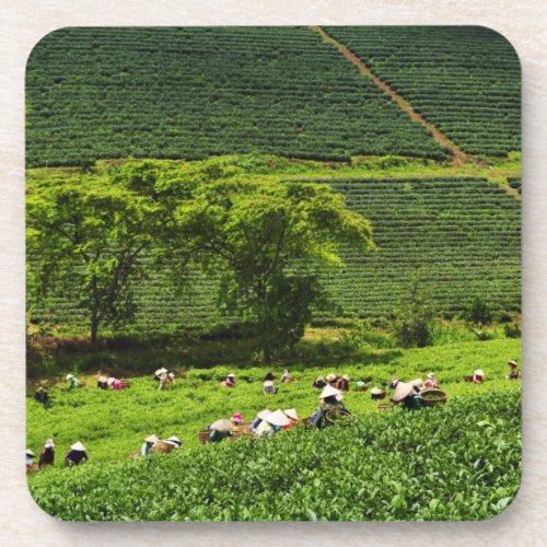 Women Harvesting Tea Beverage Coaster