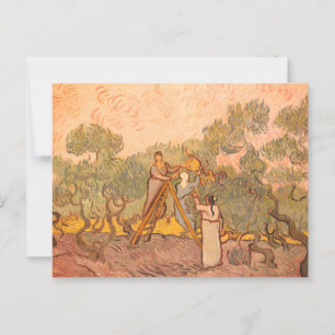 Women Picking Olives by van Gogh: Postcard