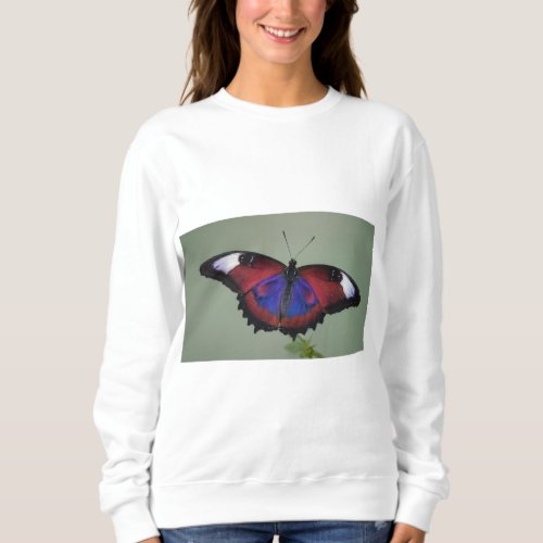 Women sweatshirt with stylish butterfly