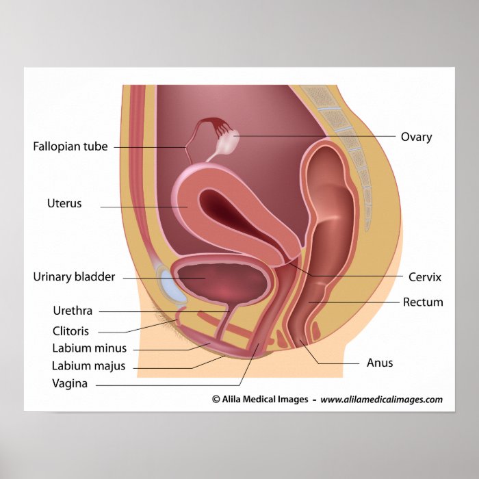 Women's reproductive system, labeled diargam. poster