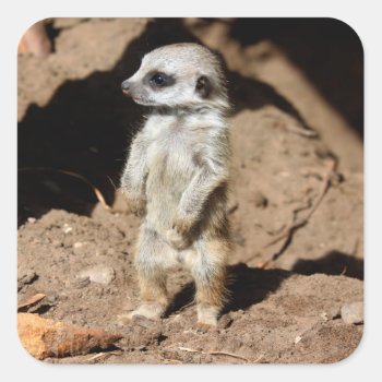 Wonderful Cute Sweet African Meerkat Animal Square Sticker by Wonderful12345 at Zazzle