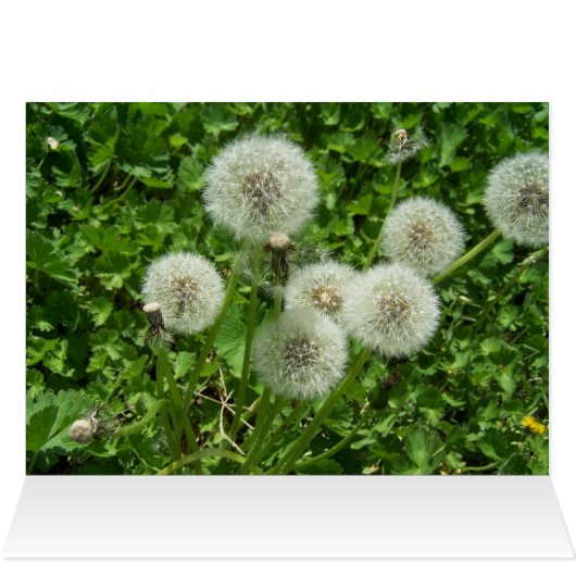 Wonderful day card (Inside Horizontal (Top))