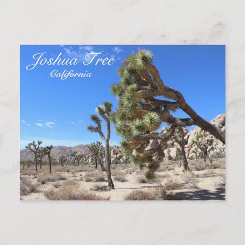 Wonderful Joshua Tree Postcard Postcard