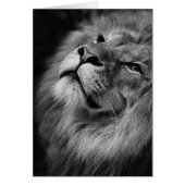 Wonderful Lion (Front)