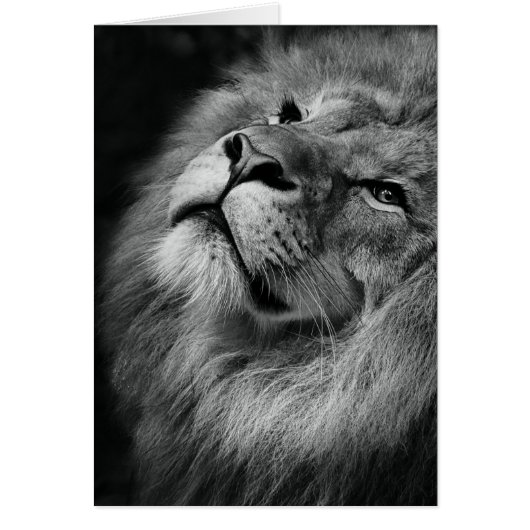 Wonderful Lion Cards (Front)