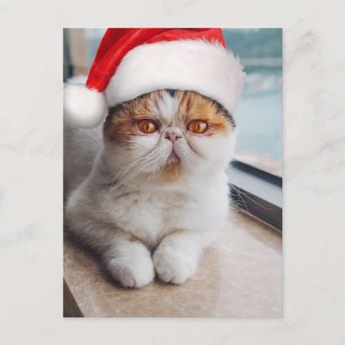 Wonderful persian cat with Santa Claus hat Postcard