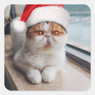 Wonderful persian cat with Santa Claus hat Square Sticker