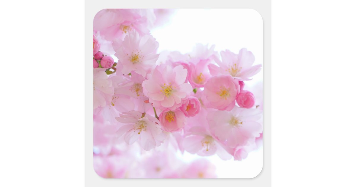 Wonderful Pink Japanese Cherry Blossom Square Sticker Zazzle