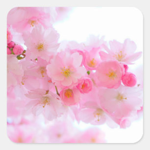 Wonderful Pink Japanese Cherry Blossom Square Sticker