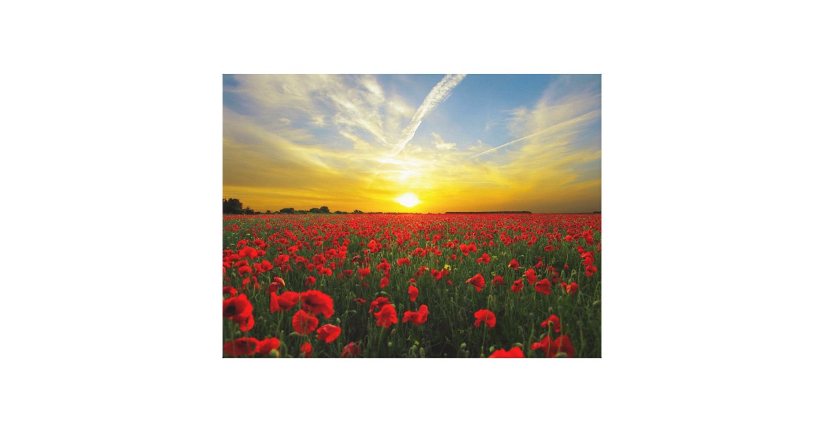 Wonderful Poppy Field Sunset Horizon Canvas Print | Zazzle