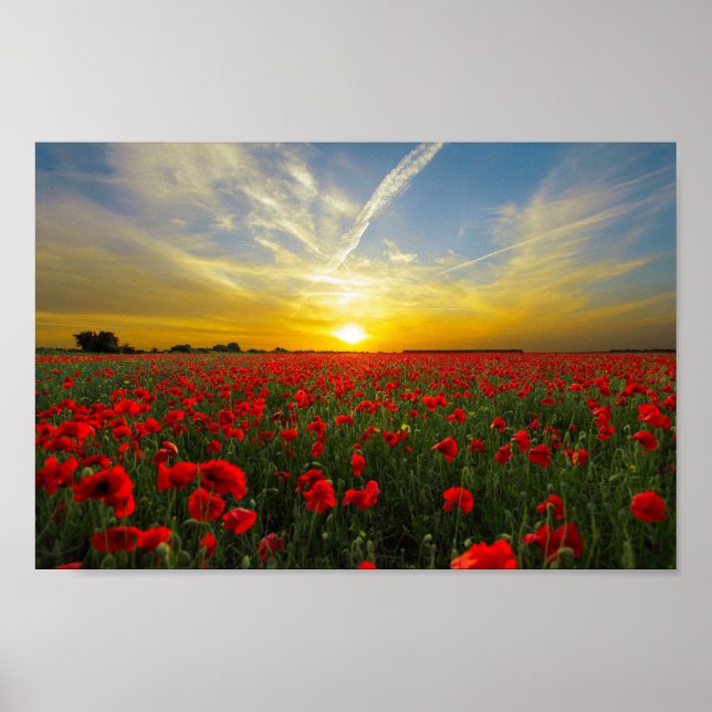 Wonderful Poppy Field Sunset Horizon Poster (Front)