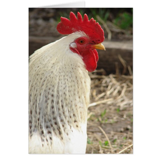 Wonderful Rooster Cards (Front)