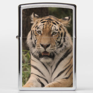 Wonderful Tiger Zippo Lighter