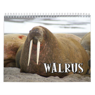 Wonderful Walrus Wall Calendar