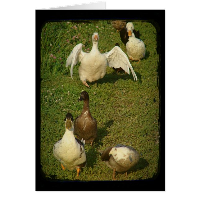 Wonderful Waterfowl Cards (Front)