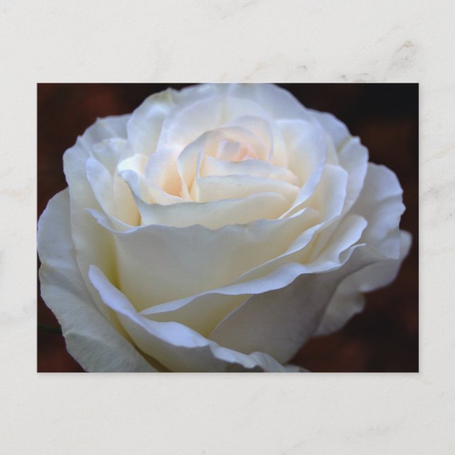 Wonderful White Rose Postcard (Front)