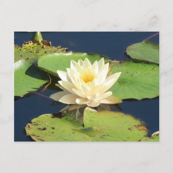 Wonderful Yellow Water Lily  Postcard by MehrFarbeImLeben at Zazzle