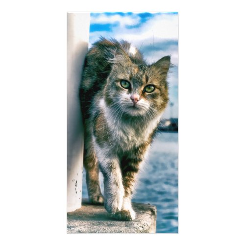 Wondering Beautiful Cat Photo Cards