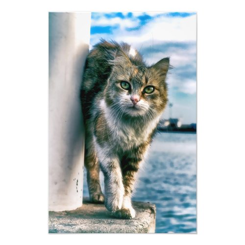 Wondering Beautiful Cat Photo print