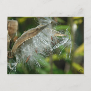 Wonders of Nature~ Seeds Postcard
