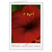 Wonders will never cease (Front)