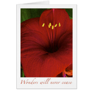 Wonders will never cease cards