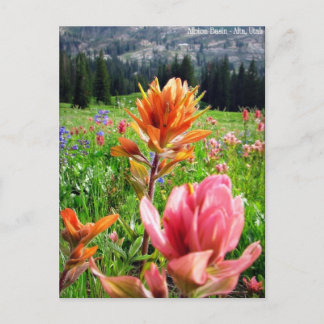 Wondrous Wildflowers (6) Postcard