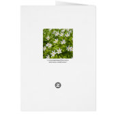 Wood Anemone Cards (Back)
