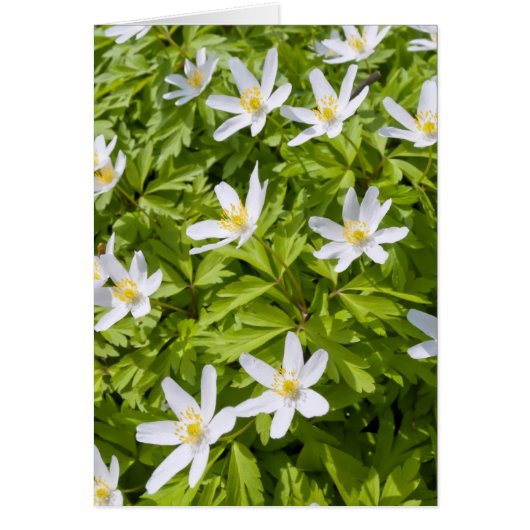 Wood Anemone Cards (Front)