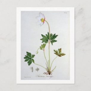 Wood Anemone from 'Phytographie Medicale' by Josep Postcard