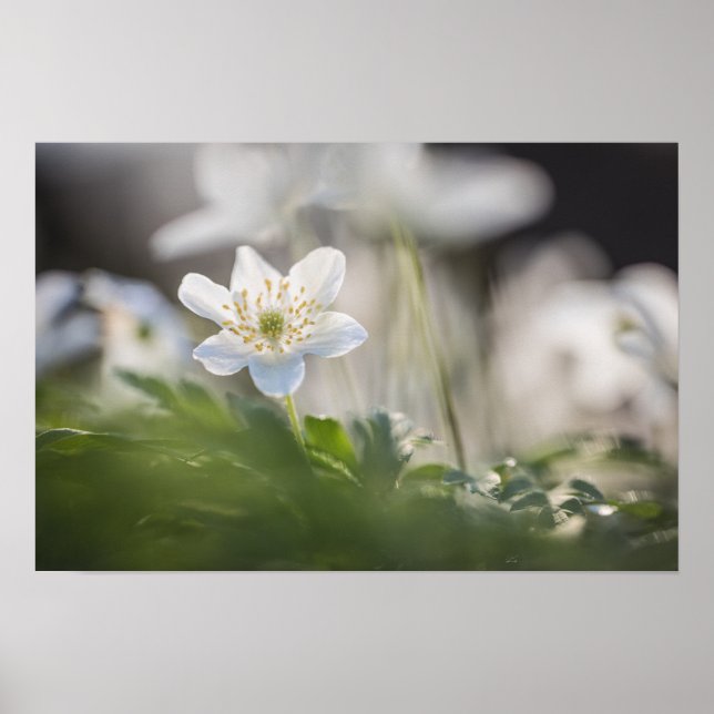 Wood Anemone Nature Photo Poster (Front)